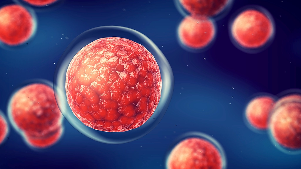 Imagem de células-tronco usadas no transplante de medula óssea para tratar doenças como leucemia e mieloma múltiplo. A imagem mostra várias células-tronco com textura avermelhada em um fundo azul-escuro Imagem de células-tronco usadas no transplante de medula óssea para tratar doenças como leucemia e mieloma múltiplo. A imagem mostra várias células-tronco com textura avermelhada em um fundo azul-escuro