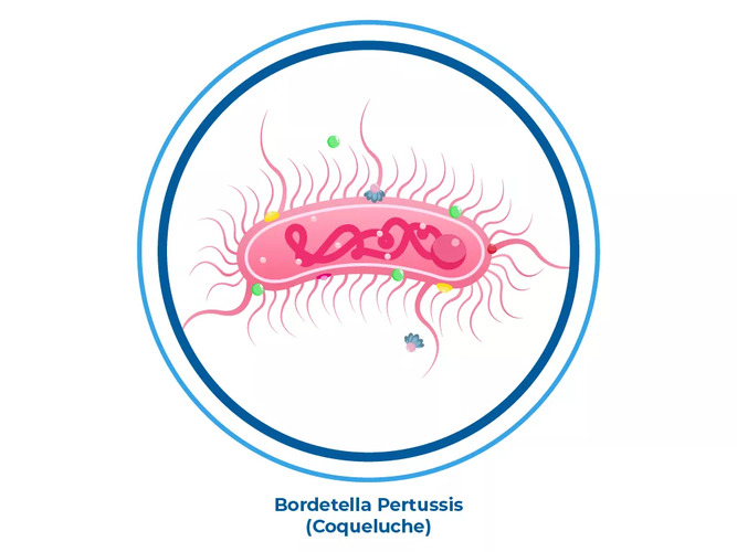 Ilustração da bactéria que causa a coqueluche, uma infecção respiratória contagiosa Ilustração da bactéria que causa a coqueluche, uma infecção respiratória contagiosa