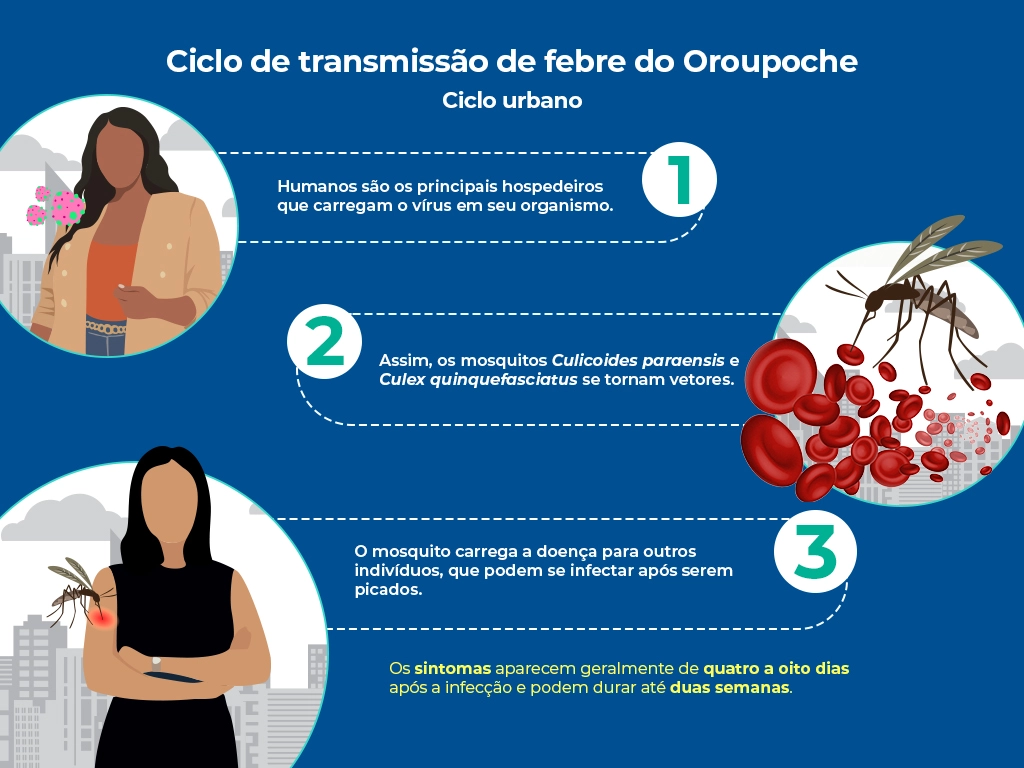 O infográfico mostra como acontece a infecção da febre Oropouche com humanos como hospedeiro. O mosquito, conhecido como maruim, carrega a doença para outros indivíduos, após picar uma pessoa infectada. Os sintomas podem durar até duas semanas. O infográfico mostra como acontece a infecção da febre Oropouche com humanos como hospedeiro. O mosquito, conhecido como maruim, carrega a doença para outros indivíduos, após picar uma pessoa infectada. Os sintomas podem durar até duas semanas.