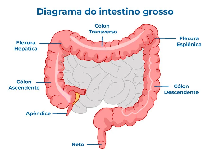 Diagrama do intestino grosso com cólon, reto e apêndice, útil para estudar anatomia, função digestiva e localização de doenças como o câncer colorretal no sistema digestivo humano Diagrama do intestino grosso com cólon, reto e apêndice, útil para estudar anatomia, função digestiva e localização de doenças como o câncer colorretal no sistema digestivo humano