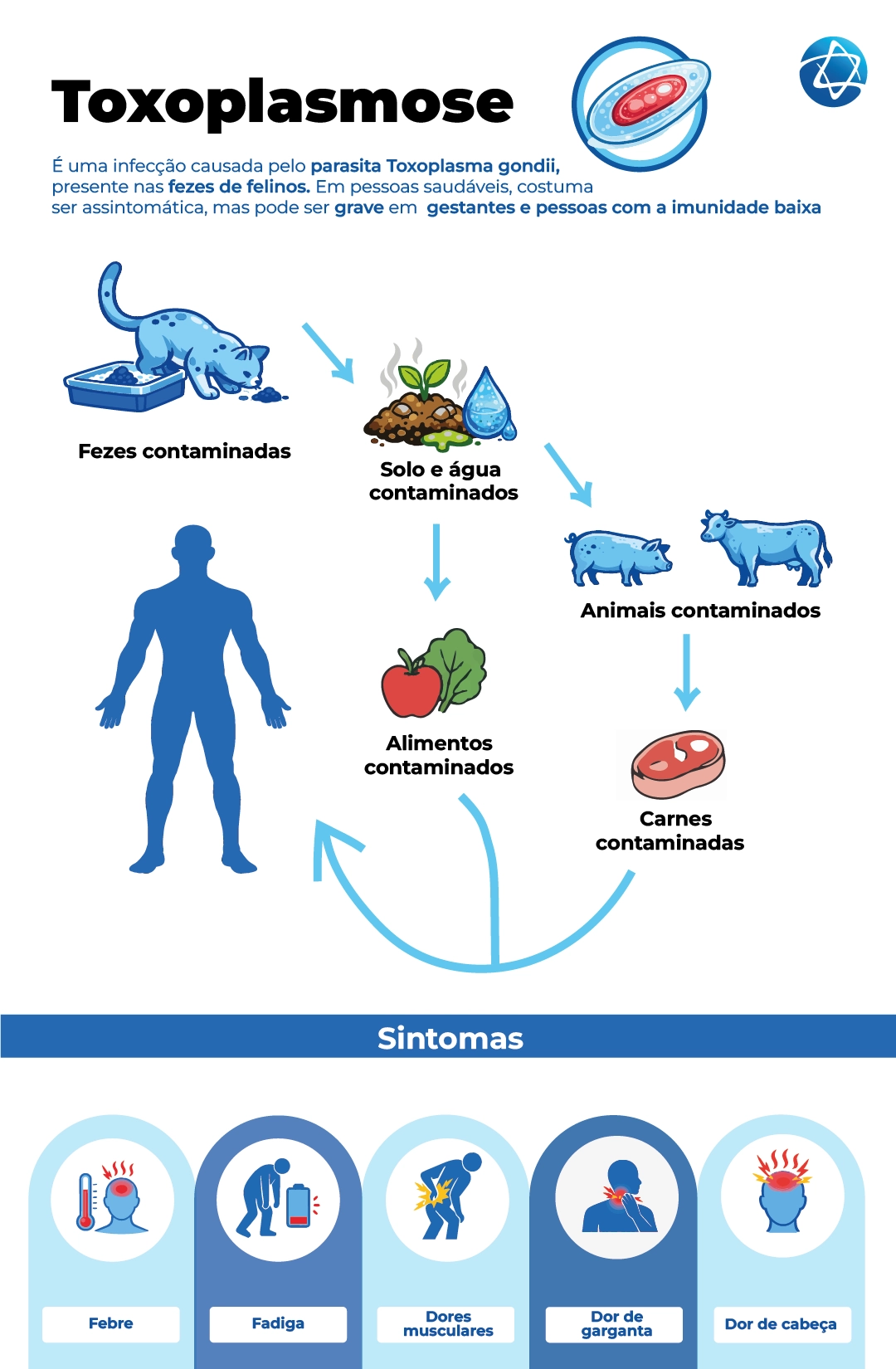 Toxoplasmose: Infográfico sobre o ciclo de transmissão do parasita Toxoplasma gondii de felinos ao homem via alimentos/água e seus principais sintomas. Toxoplasmose: Infográfico sobre o ciclo de transmissão do parasita Toxoplasma gondii de felinos ao homem via alimentos/água e seus principais sintomas.