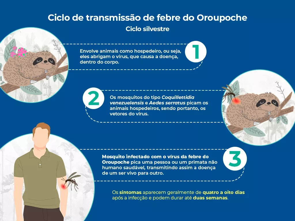 O infográfico mostra como acontece a infecção da febre Oropouche no organismo humano, com animais como hospedeiro. O mosquito, conhecido como maruim, carrega a doença para humanos, após picar animal infectado. Com sintomas em até oito dias.